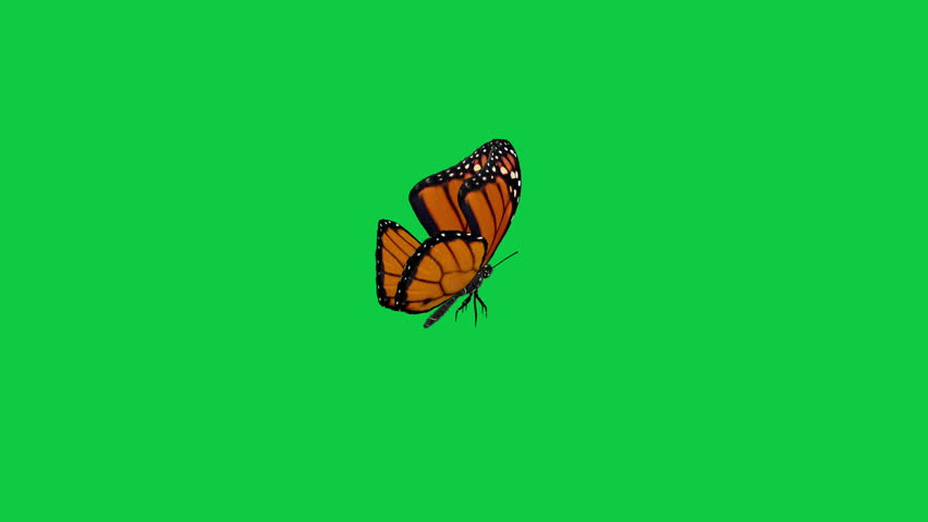 A realistic close-up animation of a Monarch butterfly perched in a stationary position on a green screen. Royalty-Free Stock Footage #1102569107
