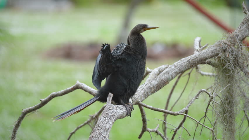 A big anhinga bird resting on tree branch in Florida wetlands