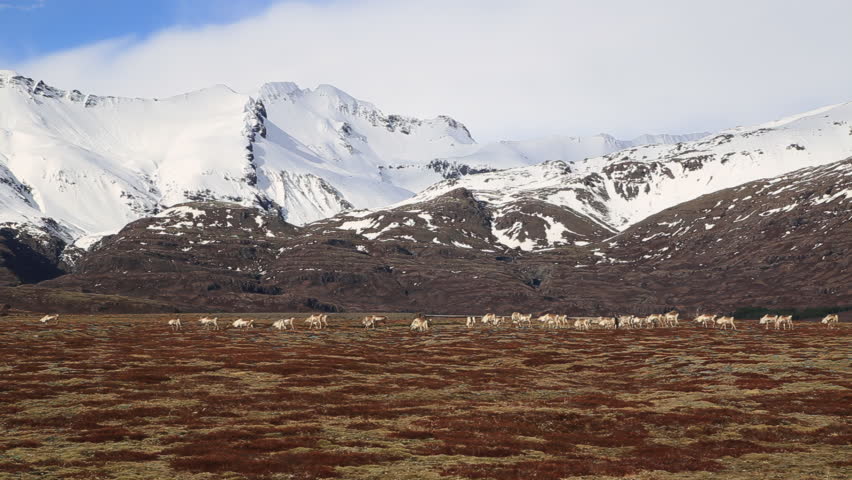 Reindeer herd grazing on tundra under snowy mountains, Iceland Royalty-Free Stock Footage #1102579677