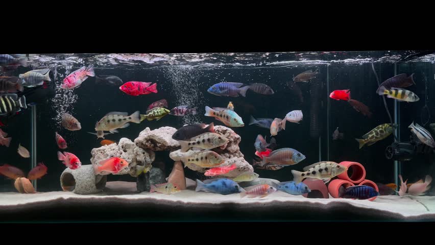 Colorful of ornamental fish, African cichlids (Malawi Peacock) in fish tank. Aulonocara is endemic to Lake Malawi. it is freshwater fish, African cichlids in Cichlidae family, in 4k Video. | Shutterstock HD Video #1102585237