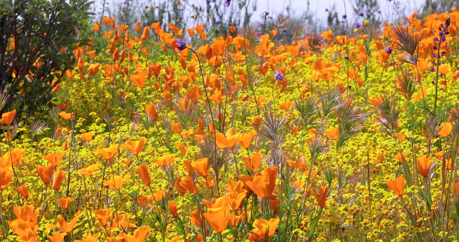 California golden poppy flowers swaying to breeze in wildflower meadow at Diamond valley lake, California. Royalty-Free Stock Footage #1102586983