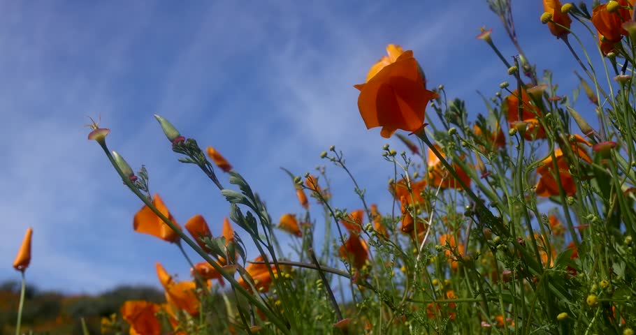 California golden poppy flowers swaying to breeze in wildflower meadow at Diamond valley lake, California. Royalty-Free Stock Footage #1102586985