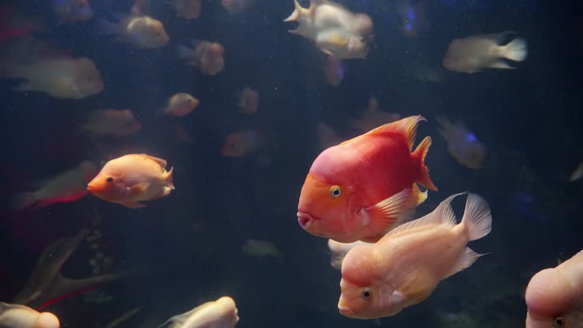 Lots of red and pink fishes with big foreheads swimming in aquarium. Abstract underwater background or backdrop | Shutterstock HD Video #1102588411