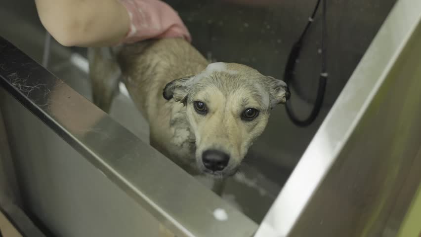scared dog in bath during washing, groomer is bathing mongrel dog in zoosalon or dogs shelter. Professional care and animal care Royalty-Free Stock Footage #1102589309