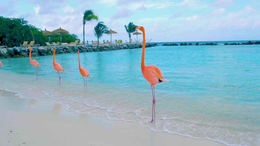 Flamingo Aruba beach with pink flamingos at the beach, flamingo at the beach in Aruba Island Caribbean. A colorful flamingo at the beachfront with turqouse colored ocean Royalty-Free Stock Footage #1102591087