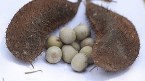 Nickernut or Caesalpinia bonduc fruits and seeds on nature background. 