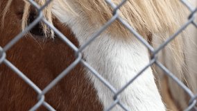 close-up footage of a brown horse on a farm
