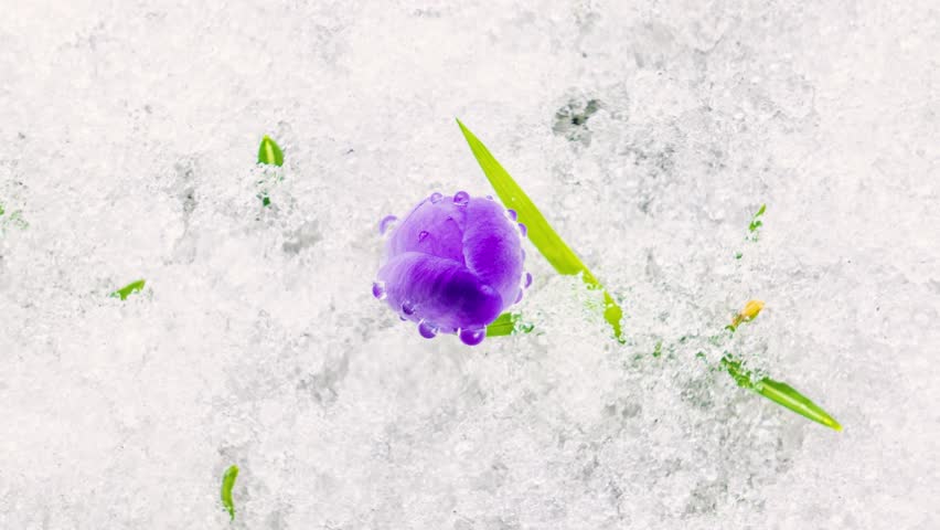 Top view of Crocus flowers blooming and snow melting in green meadow Spring Time lapse Beautiful nature Royalty-Free Stock Footage #1102596217
