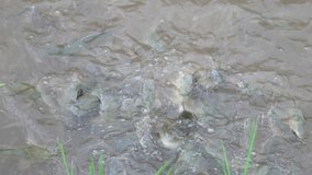 Fish feeding concept, feeding food to fish in pond of slow motion video, close up water in pond and fish eating food, spash of water slow up in rural or countryside, fish farm animal agriculture