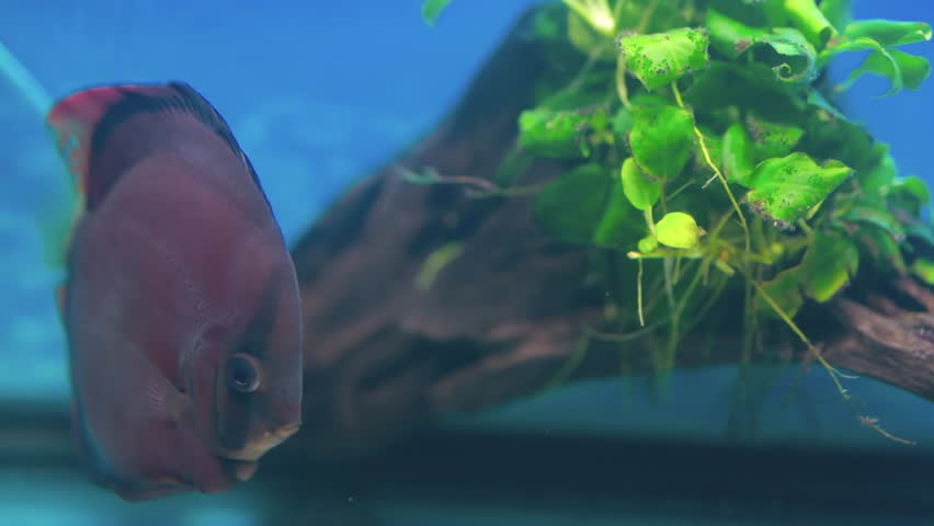 Beautiful view of Red Cover Discus fish swimming in aquarium. Sweden. | Shutterstock HD Video #1102597623