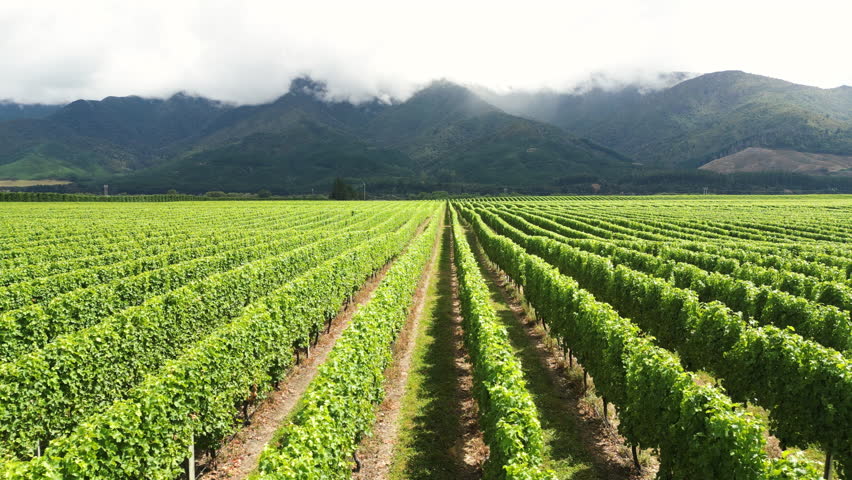 A beautiful grape yard of wineries under the misty mountains in Marlborough, New Zealand