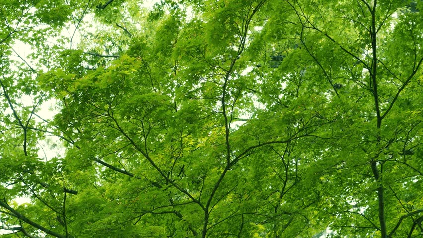 Green Japanese maple leaves (momiji) swaying in the wind, nature beauty concept. Royalty-Free Stock Footage #1102601905