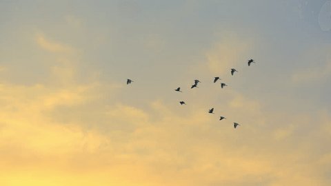 Bird flock sky concept, Slow motion bird flock flying on silhouette sky sunset background, beautiful nature of bird on sunset background in rural, many birds slow fly on twilight sunny view wallpaper วิดีโอสต็อก