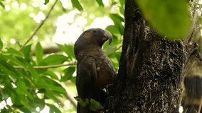 Kaka, an endemic bird of New Zealand posing on a tree.