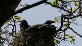 Australian pied cormorant chicks on the nest up on a tree.