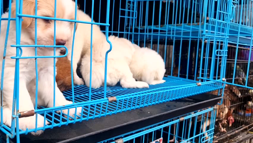 White puppies for sale being check by an anonymous buyer.