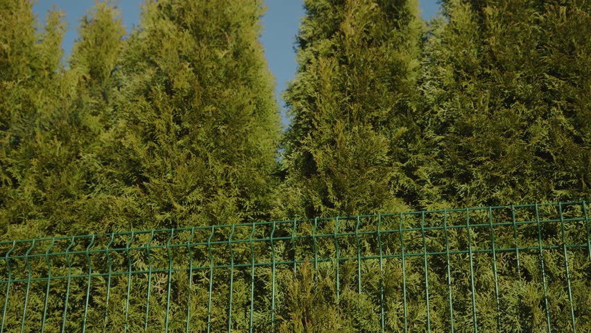 thujen hedge and fence near apartment building