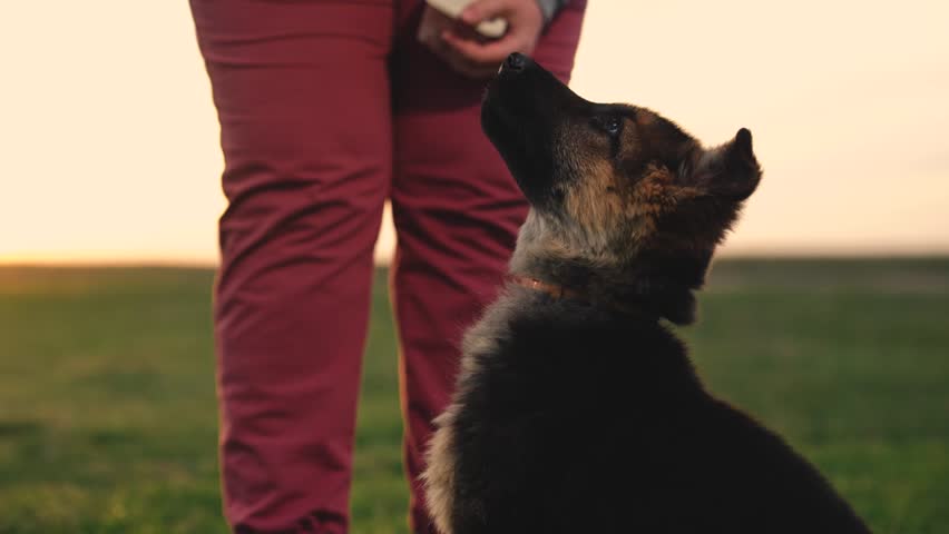 purebred shepherd puppy. walk training in the open air. cynologist teaches smart dog to sit command. dog training concept. shepherd is a smart animal, a friend of man. obedient doggy. dog at sunset. Royalty-Free Stock Footage #1102614453
