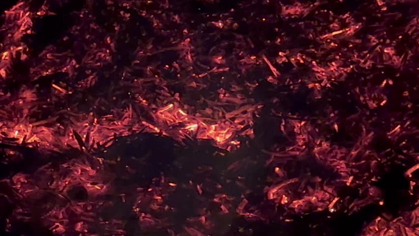 hot coals from a bonfire in which branches were burned as a background Royalty-Free Stock Footage #1102614959