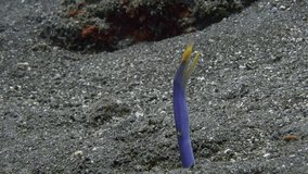 Blue Moray (male) sits in a hole dug in the sandy bottom of the sea.
Ribbon Eel (Rhinomuraena quaesita) ID: juveniles black with yellow dorsal fin, adult males bright blue, females yellow.