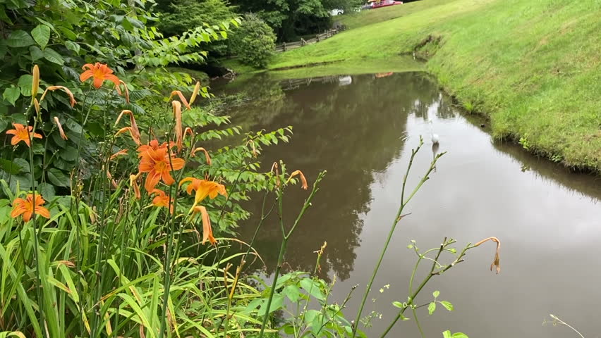 Hemerocallis fulva (Tawny Daylily, Orange Daylily, Tiger Daylily, Ditch Lily) with rain drops. Egret or white heron at Mabry Mill on Blue Ridge Parkway. 