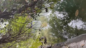 Pond in the city park with wild ducks. Vertical video.