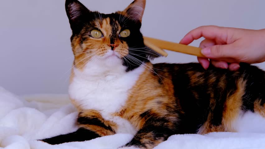 close-up of female hand brushing wool beautiful brown tricolor domestic cat lies on white soft plush coverlet, concept of love for animals, caring, keeping pets, concept of care, shedding in pets Royalty-Free Stock Footage #1102630339