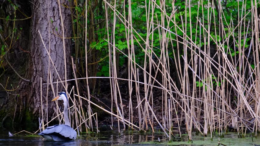 gray heront, Ardea cinerea, massive long-legged wading bird with long neck, stalking prey in water, hunting frogs in thicket, migration of birds of family Ciconiiformes, wildlife protection
