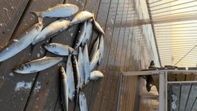Just caught herring fish on the pier wooden floor. Some on them are already dead, some are alive and flutter. Fishing hobby. Vertical video orientation