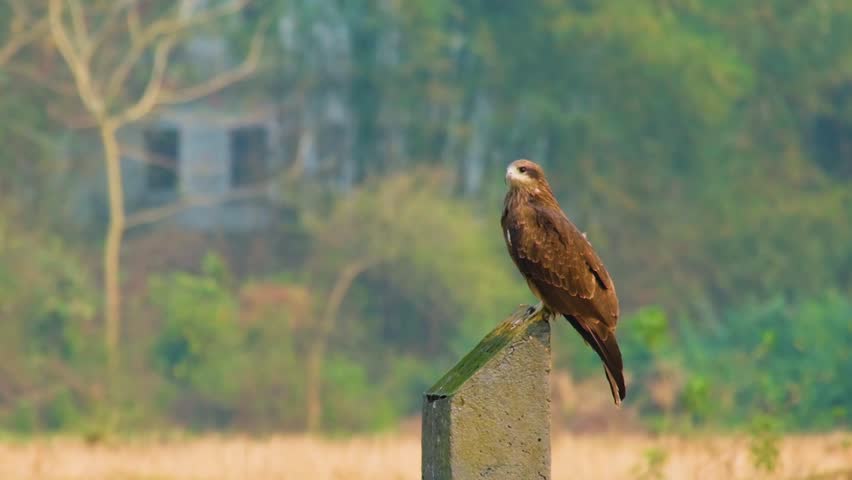 Lone hawk stands calmly on post and takes off in rapid flight slow motion