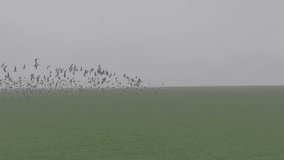 Flock of geese in flying over farm fields. Flight with wild birds, with sound. Beautiful birds during the migration. Wildlife birdwatching. Slow motion 120 fps video, ProRes, 10 bit, ungraded D-LOG