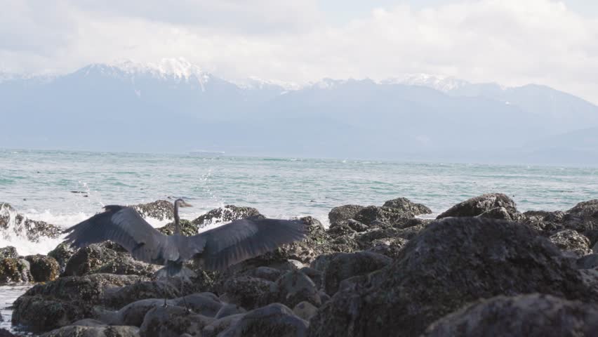 Ocean and mountains, rugged coastline, Vancouver Island, natural beauty. 4K 24FPS