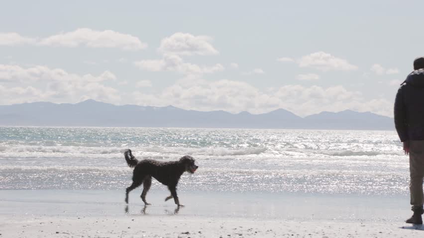 Man playing with dog on beach on sunny day, beautiful coastline, ocean, West Coast Canada, Vancouver Island. 4K 24FPS.