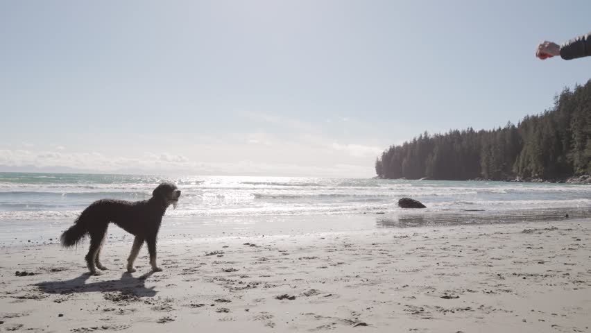 Man playing with dog on beach on sunny day, beautiful coastline, ocean, West Coast Canada, Vancouver Island. 4K 24FPS.