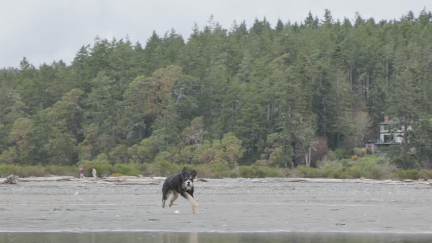 Man playing with dog on beach, beautiful coastline, ocean, West Coast Canada, Vancouver Island. 4K 24FPS.