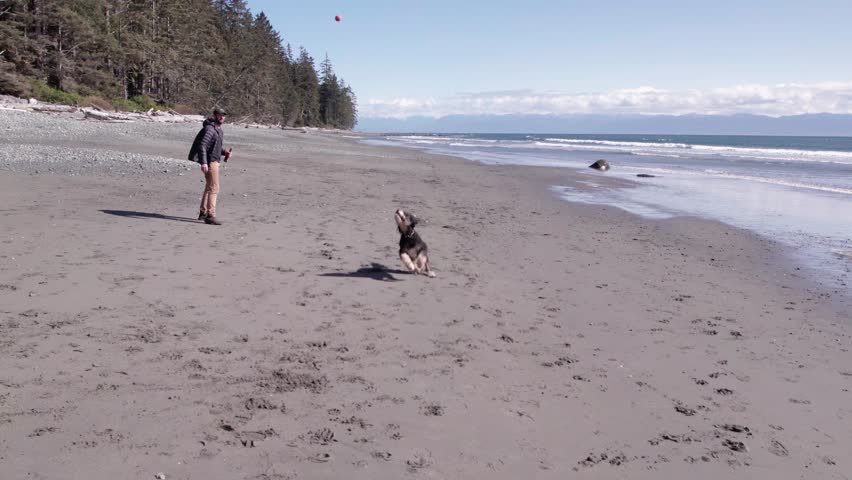 Man playing with dog on beach on sunny day, beautiful coastline, ocean, West Coast Canada, Vancouver Island. 4K 24FPS.