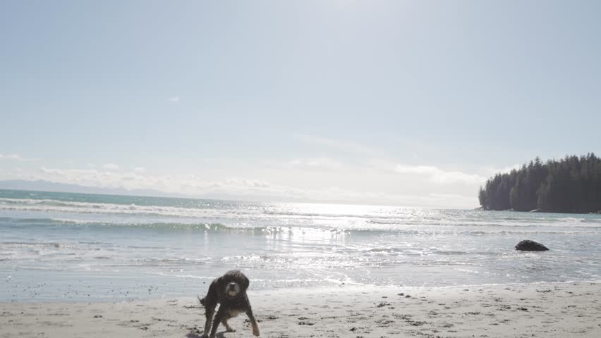 Man playing with dog on beach on sunny day, beautiful coastline, ocean, West Coast Canada, Vancouver Island. 4K 24FPS.