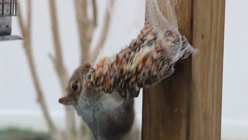 A squirrel hanging like an acrobat on top of a suet feeder eating the bird food in the garden.