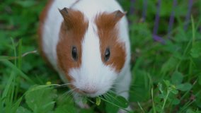4k video of cute white and brown domestic guinea pig having rest on grassy lawn in countryside garden. Happy healthy pet animal eating tasty juicy green grass and other plants outdoors