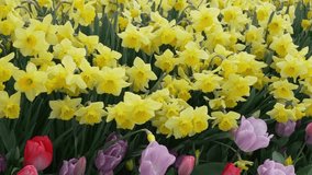 Video taken from Istanbul emirgen grove with tulip flower view in various colors