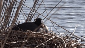 Nestling Coot Sitting and Sleeping, Looking around and Ruffling Feathers on the canal. In a bed of reed breeding eggs