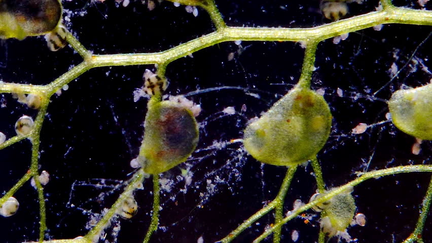 Macro footage of an utricularia bladder-trap, an aquatic carnivorous plant, capturing a water flea within milliseconds. This is one of the fastest movements in the plant kingdom. Royalty-Free Stock Footage #1102647183