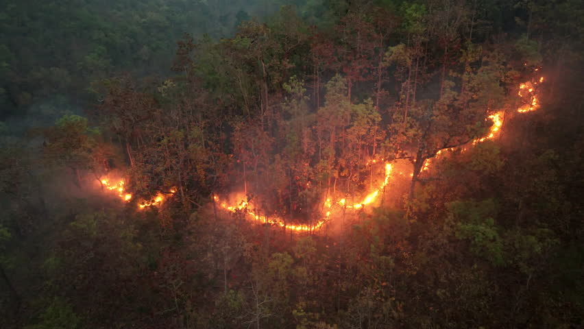 Wild fire in tropical forest.  Wildfires release carbon dioxide (CO2) emissions that contribute to climate change and global warming. | Shutterstock HD Video #1102650659