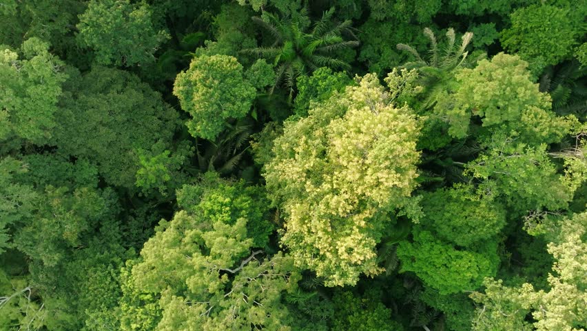 Aerial birdview of Amazonian Rainforest just a little higher than all the trees. Royalty-Free Stock Footage #1102653707