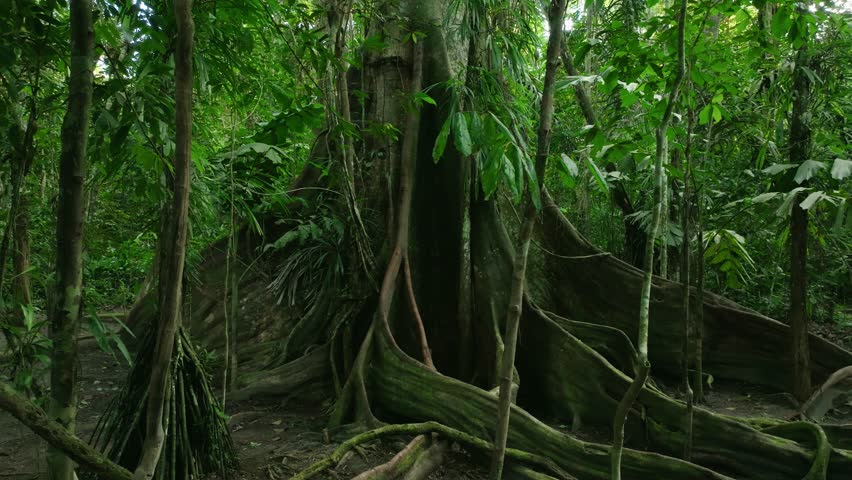 Aerial is in the middle of the Rainforest in fron of a huge Tree flying sideways.