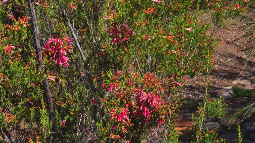 Kirstenbosch Cape Town, South Africa - Wild Flowers and Fynbos found in the Kirstenbosch Botanical Gardens in the Cape Peninsula Western Cape
