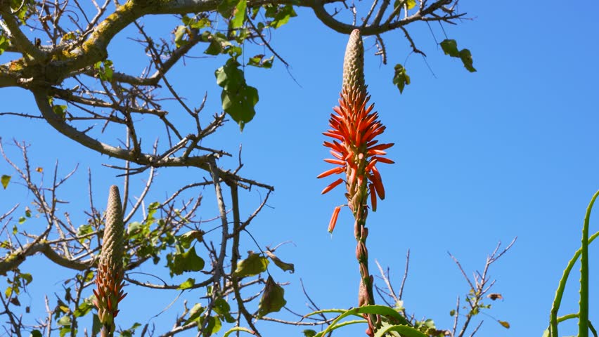 Kirstenbosch Cape Town, South Africa - Wild Flowers and Fynbos found in the Kirstenbosch Botanical Gardens in the Cape Peninsula Western Cape - Aloe arborescens - Kranz aloe - Candelabra aloe