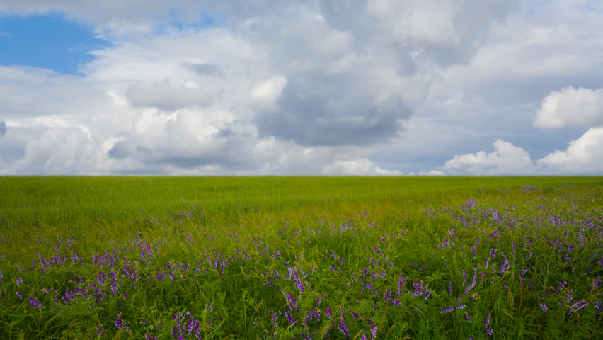green summer prairie with flowers under a dense cloudy sky time lapse scene Royalty-Free Stock Footage #1102657207