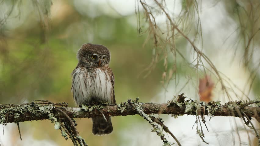Close Up Of A Beautiful Eurasian Pygmy Owl (Glaucidium passerinum) On A Tree Branch In Forest Royalty-Free Stock Footage #1102658191