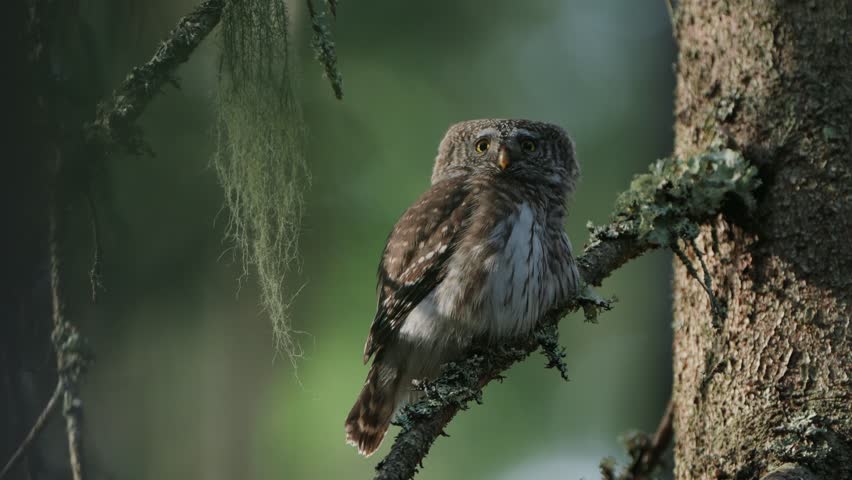 The Eurasian Pygmy Owl (Glaucidium passerinum) On A Tree Branch In Forest Royalty-Free Stock Footage #1102658213